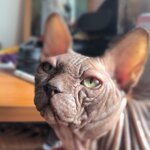 Анна Еременко